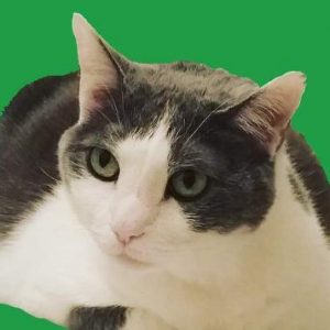Profile photo of Tully Archer