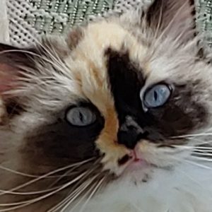 Profile photo of MARY Johnson